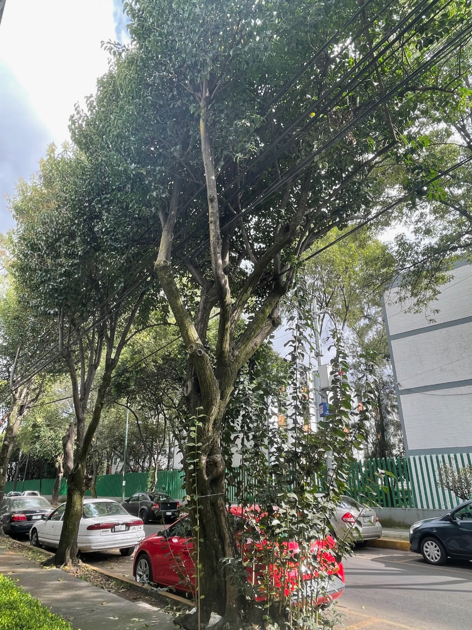 Poda y manejo 2